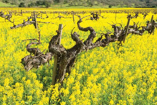 Uncovering the Secrets Beneath: Exploring the Impact of Ground Covering in Napa Valley Vineyards