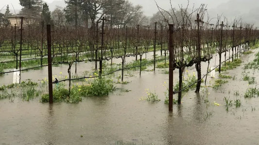 What's The Impact Of Late-Season Rains On Napa Valley Wines?